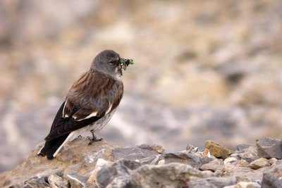 Niverolle alpine avec son repas dans le bec