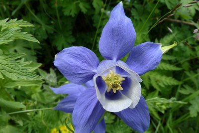 L'ancolie des Alpes (aquilegia alpina de son nom scientifique)