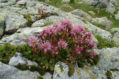 Bouquet de joubarbe des montagnes