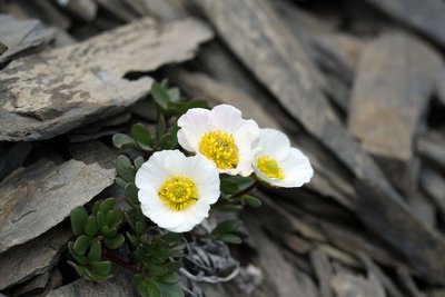 Fleur de renoncule des glaciers