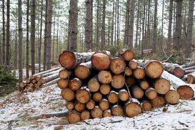 Bois coupé sous la neige