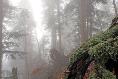 Forêt d'ubac dans la brume