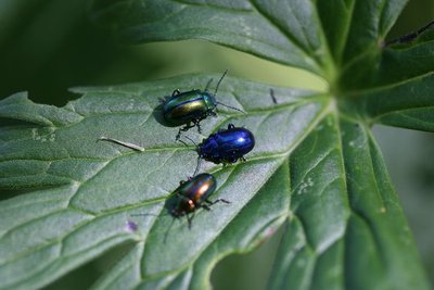 Un trio de chrysomèles de l'adénostyle