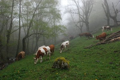 Troupeau de génisses près du Rif Meyol