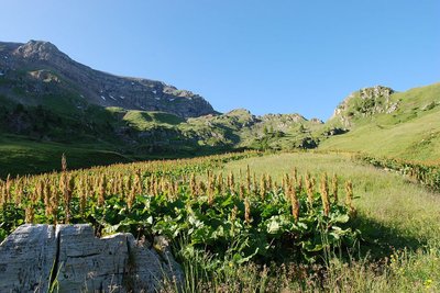 La rhubarbe des moines (Rumex pseudoalpinus)