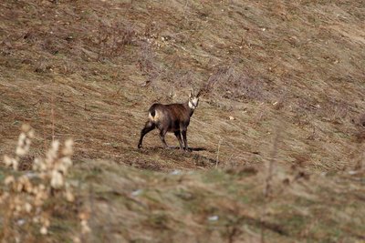 Chamois aux aguets