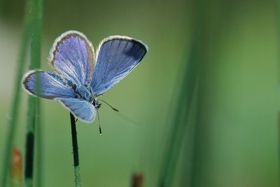 Papillon azuré