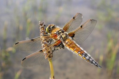 Libellule à quatre tâches