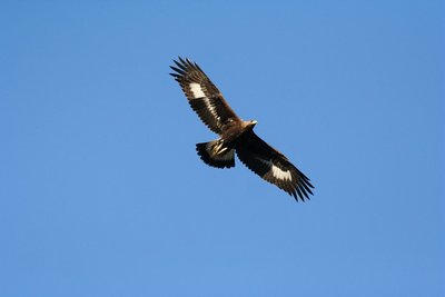 Jeune aigle royal