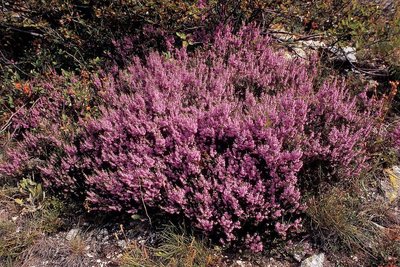 Callune vulgaire à l'automne