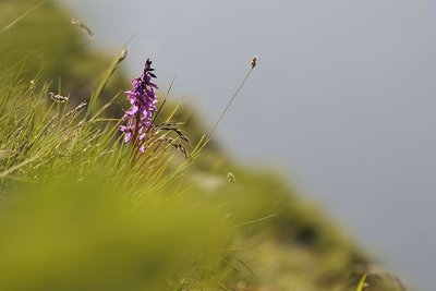 Orchis mâle