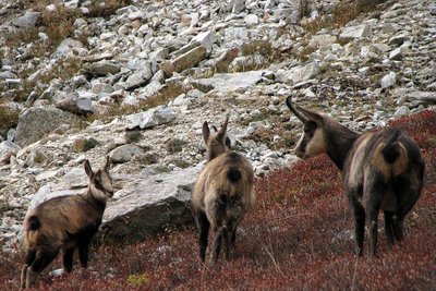 Chamois en groupe