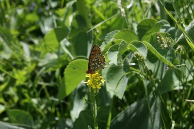 Papillon grand nacré