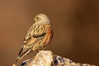 Accenteur alpin dans les rayons du soleil couchant