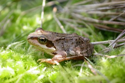 Grenouille rousse sur un lit de mousse