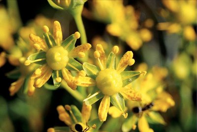 Saxifrage des ruisseaux