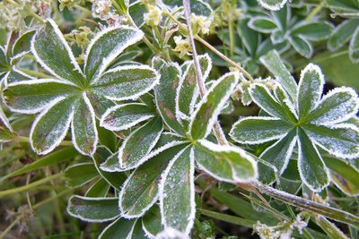 Feuilles d'Alchemille avec givre