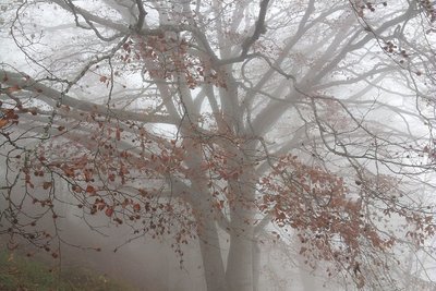 Vieux hêtre dans la brume