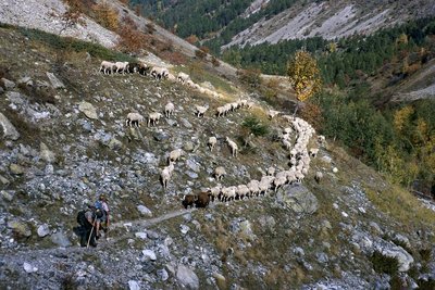 Descente des brebis de l'Aup