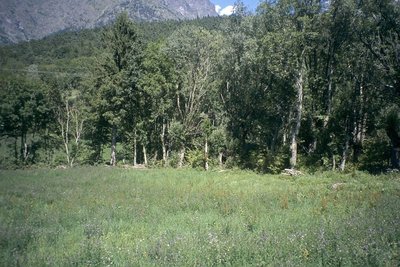 Haie du bocage de Saint Eusèbe