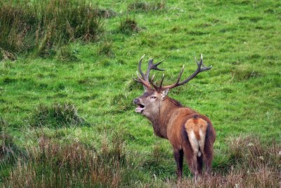 Le brame du cerf