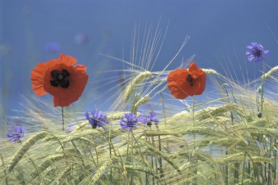 Plantes messicoles