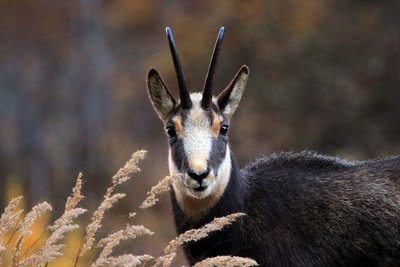 Chamois mâle