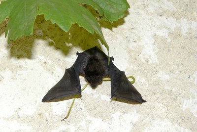 Pipistrelle commune