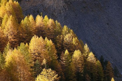 Mélèzin d'automne