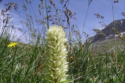 Campanule thyrsoide dans une pelouse à grande fétuque