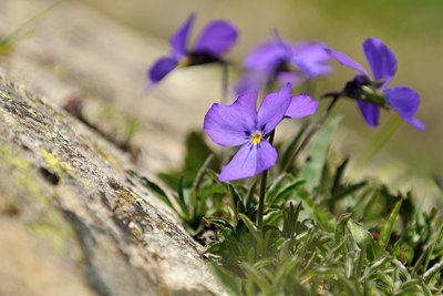 Pensée des Alpes