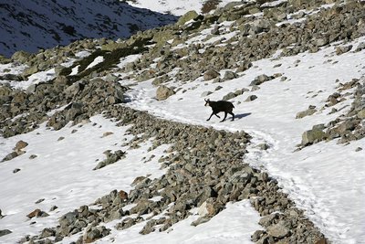 Chamois mâle au moment du rut dans le vallon du petit Tabuc, à proximité du Mônetier-les-bains