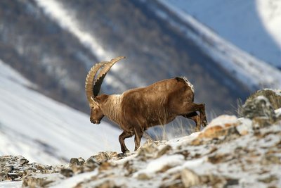 Bouquetin des Alpes - mâle