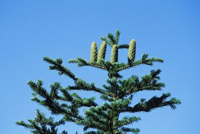 Cônes de sapin blanc