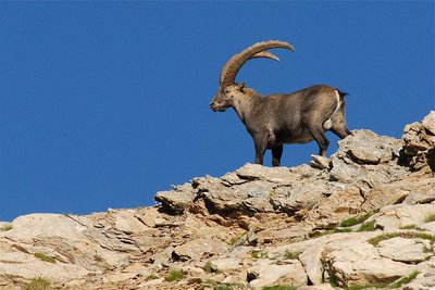 Bouquetin en été