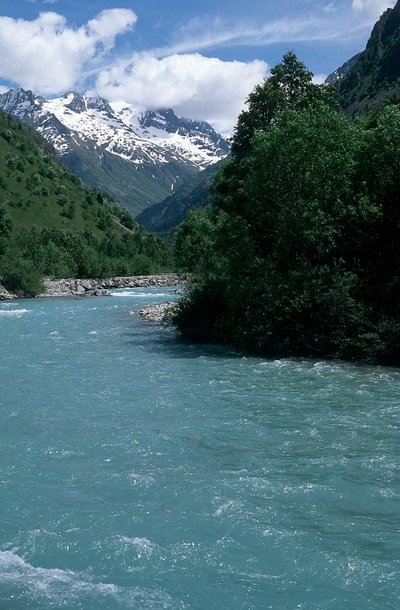 Ripisylve sur le Vénéon, au Plan du Lac