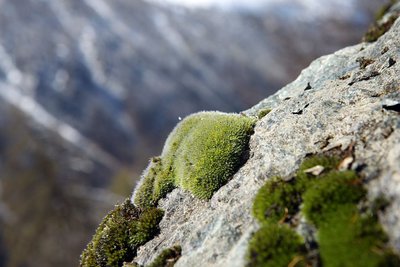 Grimmia alpestris sur un rocher