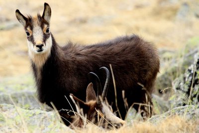 Un chamois