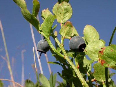 Vaccinium myrtillus 