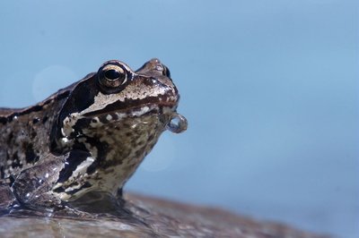 Grenouille rousse dans le Vénéon