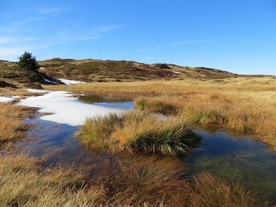 Tourbières du plateau du Taillefer