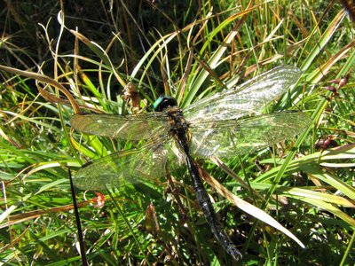 Somatochlora arctica 