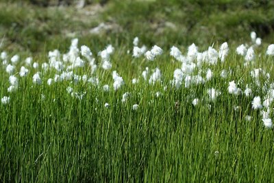 Linaigrette de Scheuchzer