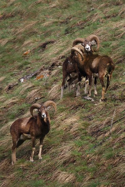 Mouflon mâle de Corse à Vallouise