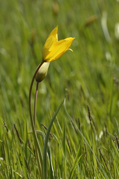 Tulipa Sylvestris - Tulipe sauvage