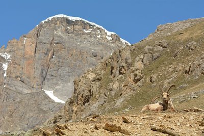 Bouquetin à l'Alpe du Lauzet