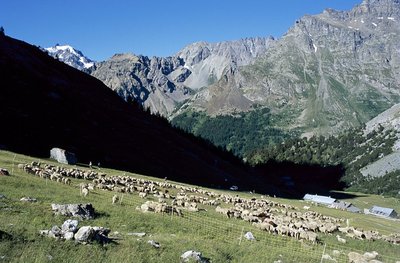 Troupeau de brebis à l'Alpe du Lauzet