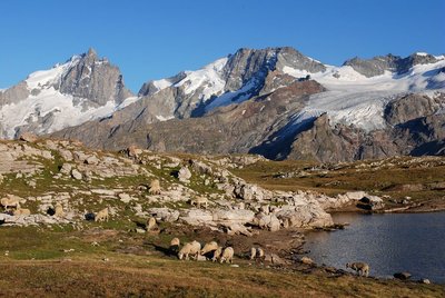 Pastoralisme sur le plateau d'Emparis