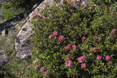 Rhododendron ferrugineux