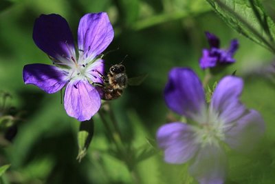 Géranium des bois